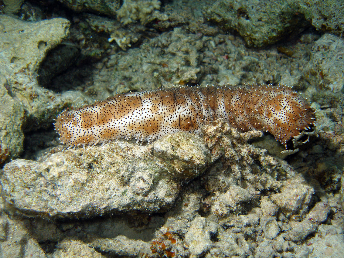 Bohadschia graeffei